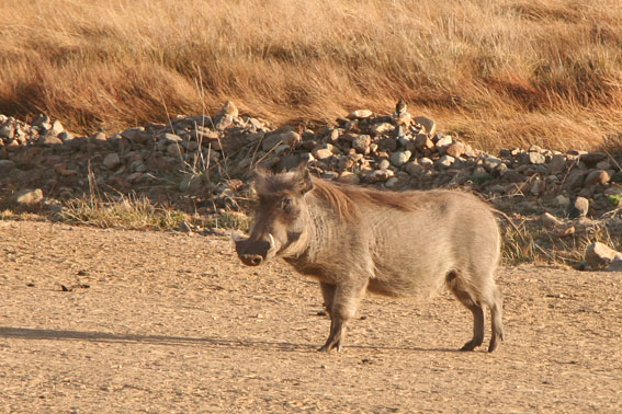 Warzenschwein